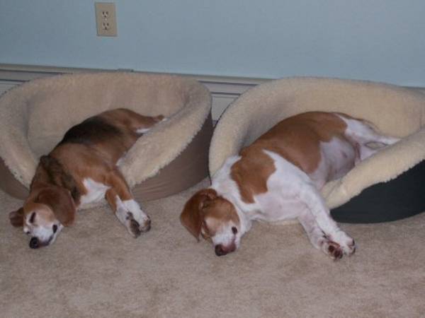 Favorite Links | CO Beagle Rescue