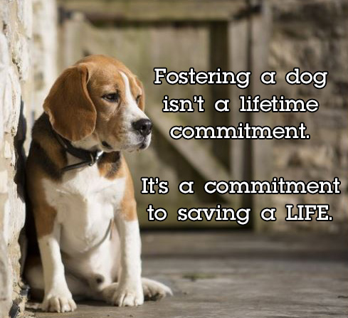 Foster Parents Needed