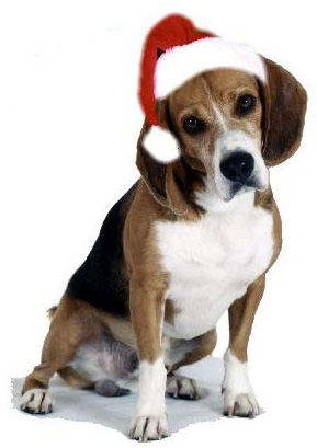 Beagle wearing Santa Hat