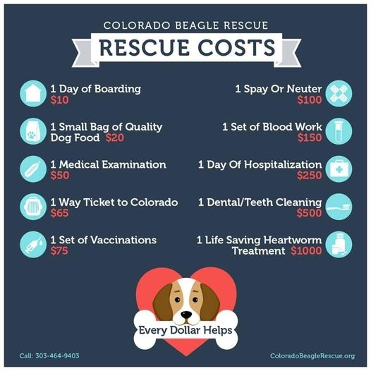 Bid for the Beagles Fundraiser