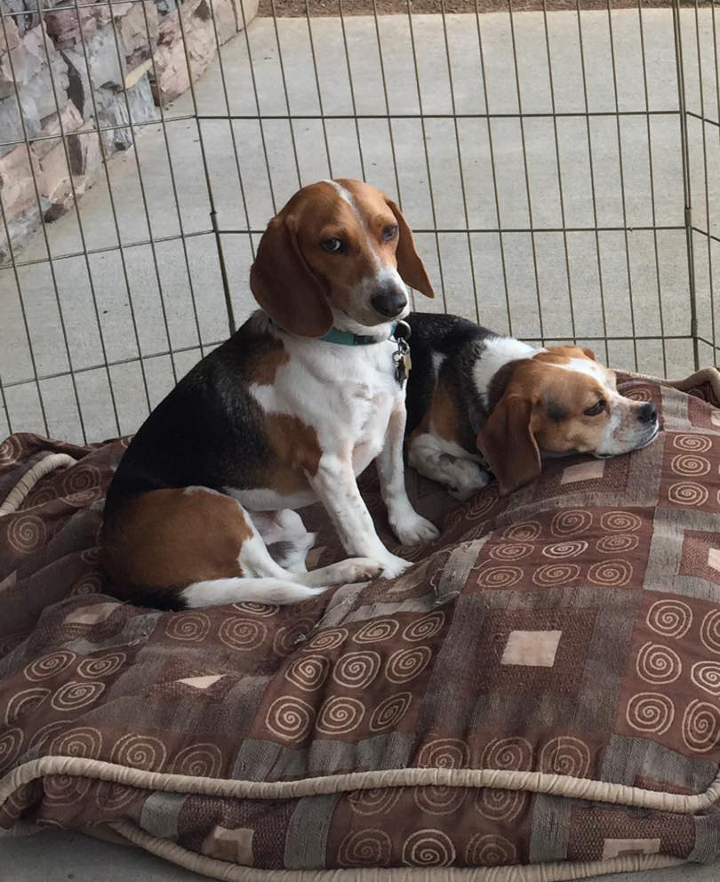 4000 rescued beagles
