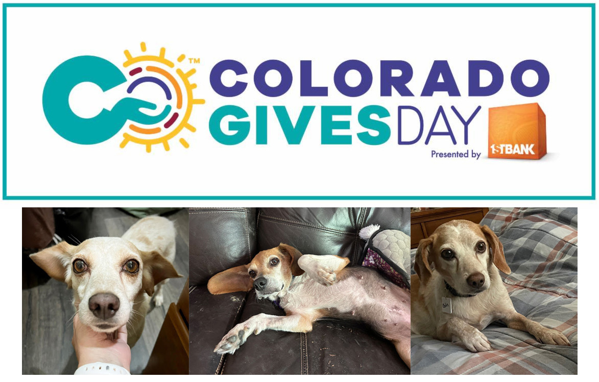 Colorado Gives Foundation