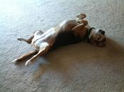 Bailey