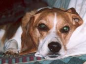 Baily Boy Jones 