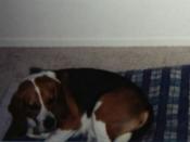 Buster