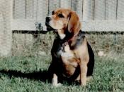 Daisy