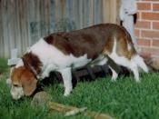 Farley George Haenel