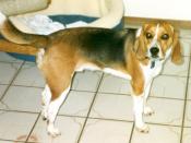 Bailey Boy Jones