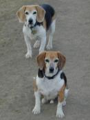 Jake & Buddy