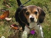 Lucy