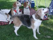 Beagle