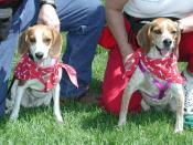 Beagles