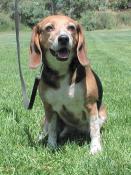 Beagle