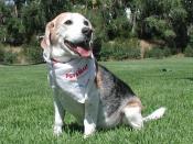 Beagle