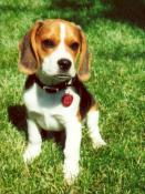 Bailey Boy Jones