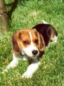 Bailey Boy Jones