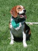 Beagle