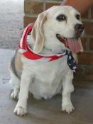Beagle