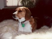 Bailey Boy Jones