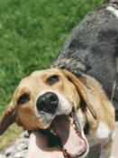 Happiest Dog
