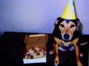 CoCo%27s+Birthday