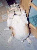 Columbo 'No More Pictures Please!'