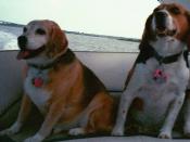 Ms. Tater & Bennett