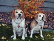 Pip & Gypsy