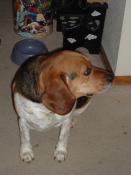 Snoopy