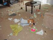 Bad Dog!