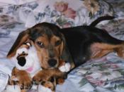 Dog with Toy