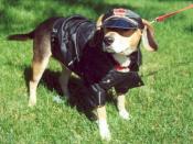 Harley Dog