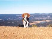 Bring Me Beagles to Watch My Mountains