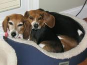 Sara & Bess