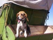 Snoopy on a Prarie Schooner