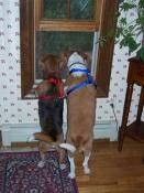 Susie & Peanut